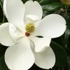 Little Gem Dwarf Southern Magnolia - 7 Gallon Pot (5-6')