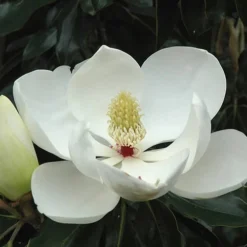 Little Gem Dwarf Southern Magnolia - 7 Gallon Pot (5-6') -Green Garden Outdoor Shop Magnolia Little Gem Bloom 2