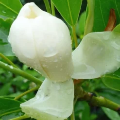 Moonglow Sweetbay Magnolia Tree (Magnolia Virginiana 'Jim Wilson') - 7 Gallon Pot (5-6') -Green Garden Outdoor Shop Magnolia Moonglow Sweetbay 4