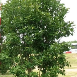 Moonglow Sweetbay Magnolia Tree (Magnolia Virginiana 'Jim Wilson') - 7 Gallon Pot (5-6') -Green Garden Outdoor Shop Magnolia Moonglow Sweetbay 6