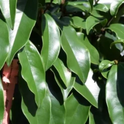 Stellar Ruby Magnolia X Figo - Banana Shrub Hybrid - 7 Gallon Pot (2-3') -Green Garden Outdoor Shop Magnolia Stellar Ruby 2 2