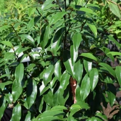 Stellar Ruby Magnolia X Figo - Banana Shrub Hybrid - 7 Gallon Pot (2-3') -Green Garden Outdoor Shop Magnolia Stellar Ruby 3 2