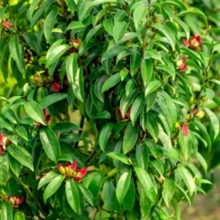 Stellar Ruby Magnolia X Figo - Banana Shrub Hybrid - 7 Gallon Pot (3-4') -Green Garden Outdoor Shop Magnolia Stellar Ruby 4