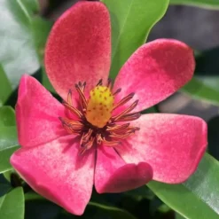 Stellar Ruby Magnolia X Figo - Banana Shrub Hybrid - 2 Gallon Pot