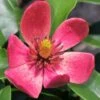 Stellar Ruby Magnolia X Figo - Banana Shrub Hybrid - 7 Gallon Pot (2-3')