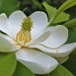 Southern Sweet Bay Swamp Magnolia (M.v. Australis) - 7 Gallon Pot (5-6')
