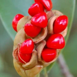Southern Sweet Bay Swamp Magnolia (M.v. Australis) - 7 Gallon Pot (5-6') -Green Garden Outdoor Shop Magnolia Sweet Bay 14