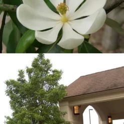 Southern Sweet Bay Swamp Magnolia (M.v. Australis) - 7 Gallon Pot (5-6') -Green Garden Outdoor Shop Magnolia Sweetbay 2 500x750 1