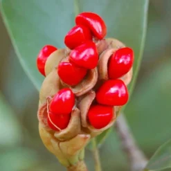 Green Shadow Sweetbay Magnolia Tree (Magnolia Virginiana) - 3 Gallon Pot (3-4') -Green Garden Outdoor Shop Magnolia Sweetbay Berries 1