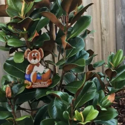 Teddy Bear Dwarf Southern Magnolia - 7 Gallon Pot (2-3') 11 Teddy Bear Dwarf Southern Magnolia - 7 Gallon Pot (2-3') -Green Garden Outdoor Shop Magnolia Teddy Bear 4