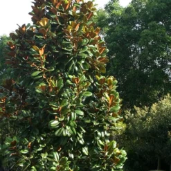 Teddy Bear Dwarf Southern Magnolia - 7 Gallon Pot (3-4') -Green Garden Outdoor Shop Magnolia Teddy Bear 5 2