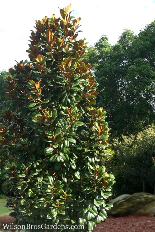 Teddy Bear Dwarf Southern Magnolia - 7 Gallon Pot (2-3') 3 Teddy Bear Dwarf Southern Magnolia - 7 Gallon Pot (2-3') - Image 3