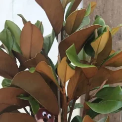 Teddy Bear Dwarf Southern Magnolia - 7 Gallon Pot (2-3') 12 Teddy Bear Dwarf Southern Magnolia - 7 Gallon Pot (2-3') -Green Garden Outdoor Shop Magnolia Teddy Bear 6