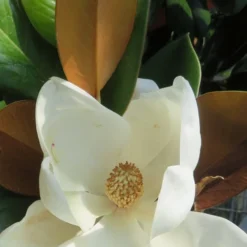 Teddy Bear Dwarf Southern Magnolia - 7 Gallon Pot (2-3') 14 Teddy Bear Dwarf Southern Magnolia - 7 Gallon Pot (2-3') -Green Garden Outdoor Shop Magnolia Teddy Bear 7