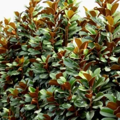 Teddy Bear Dwarf Southern Magnolia - 3 Gallon Pot -Green Garden Outdoor Shop Magnolia Teddy Bear 8 1