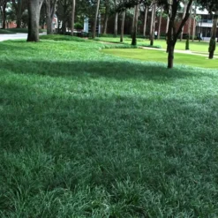 Tall Mondo Grass - 6 Pack Of 1 Gallon Pots - ON SALE! -Green Garden Outdoor Shop Mondo Grass 21 1