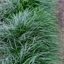 Tall Mondo Grass - 6 Pack Of 1 Gallon Pots - ON SALE! -Green Garden Outdoor Shop Mondo Grass Black 23 1