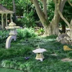 Tall Mondo Grass - 6 Pack Of 1 Gallon Pots - ON SALE! -Green Garden Outdoor Shop Mondo Grass Black 25 1