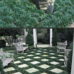 Dwarf Mondo Grass - 72 Pack Of 3.5" Pint Pots -Green Garden Outdoor Shop Mondo Grass Dwarf Rev 500x750 1