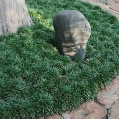 Dwarf Mondo Grass - 18 Count Flat Of Pint Pots