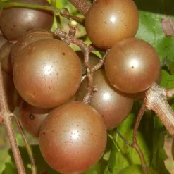 Carlos Bronze Muscadine Grape Vine - 1 Gallon Pot