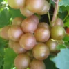 Fry Bronze Muscadine Grape Vine - 1 Gallon Pot
