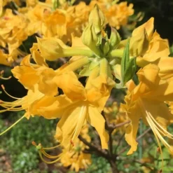 Admiral Semmes Native Azalea - Rhododendron - 1 Gallon Pot 17 Admiral Semmes Native Azalea - Rhododendron - 1 Gallon Pot -Green Garden Outdoor Shop Native Azalea Admiral Semmes 10