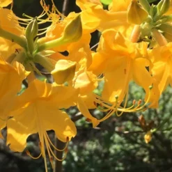 Admiral Semmes Native Azalea - Rhododendron - 1 Gallon Pot 15 Admiral Semmes Native Azalea - Rhododendron - 1 Gallon Pot -Green Garden Outdoor Shop Native Azalea Admiral Semmes 12