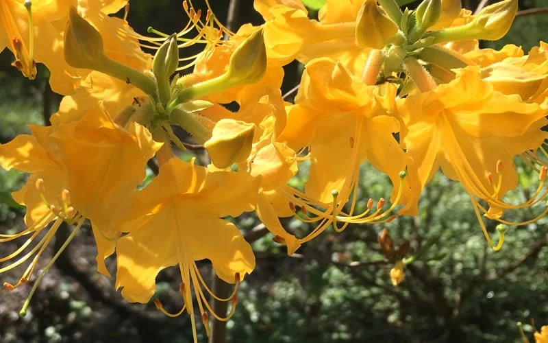 Admiral Semmes Native Azalea - Rhododendron - 1 Gallon Pot 7 Admiral Semmes Native Azalea - Rhododendron - 1 Gallon Pot - Image 7