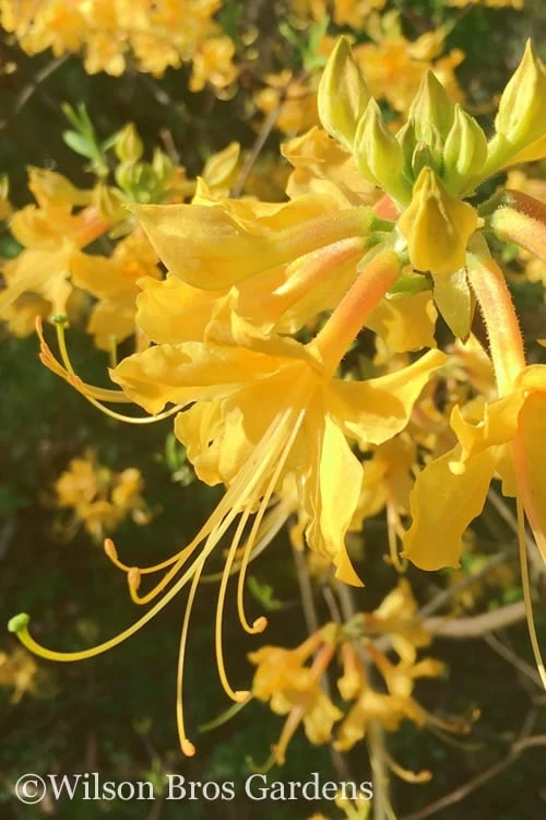 Admiral Semmes Native Azalea - Rhododendron - 1 Gallon Pot 1 Admiral Semmes Native Azalea - Rhododendron - 1 Gallon Pot