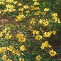 Admiral Semmes Native Azalea - Rhododendron - 1 Gallon Pot 12 Admiral Semmes Native Azalea - Rhododendron - 1 Gallon Pot -Green Garden Outdoor Shop Native Azalea Admiral Semmes 22 500x750 1