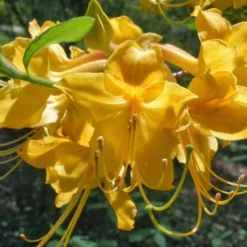 Admiral Semmes Native Azalea - Rhododendron - 1 Gallon Pot 16 Admiral Semmes Native Azalea - Rhododendron - 1 Gallon Pot -Green Garden Outdoor Shop Native Azalea Admiral Semmes