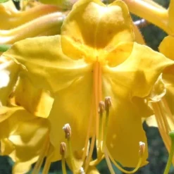 Admiral Semmes Native Azalea - Rhododendron - 1 Gallon Pot 13 Admiral Semmes Native Azalea - Rhododendron - 1 Gallon Pot -Green Garden Outdoor Shop Native Azalea Admiral Semmes 500x750 1