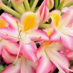 Candy Stripe Native Azalea (Rhododendron Flammeum) - 3 Gallon Pot -Green Garden Outdoor Shop Native Azalea Candy Stripe 2