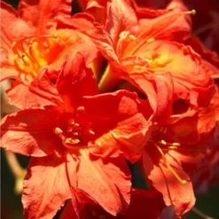 Great Balls Of Fire Aromi Azalea (Rhododendron) - 3 Gallon Pot -Green Garden Outdoor Shop Native Azalea Great Balls Of Fire 1