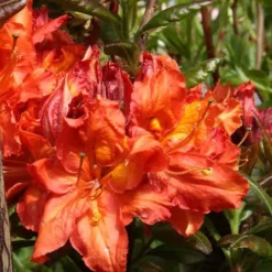 Mary Poppins Azalea (Rhododendron) - 3 Gallon Pot -Green Garden Outdoor Shop Native Azalea Mary Poppins 5