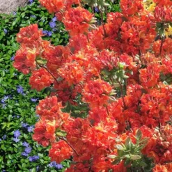 Mary Poppins Azalea (Rhododendron) - 3 Gallon Pot -Green Garden Outdoor Shop Native Azalea Mary Poppins 6