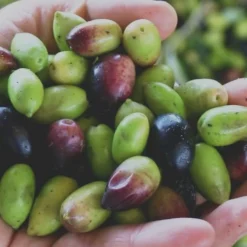 Arbequina Olive Tree - 5 Gallon Pot -Green Garden Outdoor Shop Olive Tree Arbequina Fruits 1 2