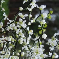 Flying Dragon Hardy Orange Tree - 7 Gallon Pot (5-6') (COPY) -Green Garden Outdoor Shop Orange Flying Dragon 10 1