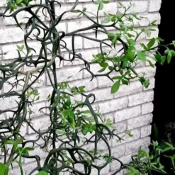 Flying Dragon Hardy Orange Tree - 7 Gallon Pot (5-6') (COPY) -Green Garden Outdoor Shop Orange Flying Dragon 11 1