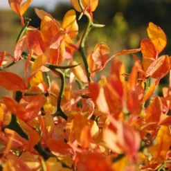 Flying Dragon Hardy Orange Tree - 7 Gallon Pot (5-6') (COPY) -Green Garden Outdoor Shop Orange Flying Dragon 13 1