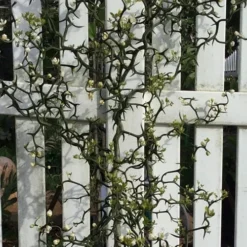 Flying Dragon Hardy Orange Tree - 7 Gallon Pot (5-6') (COPY) -Green Garden Outdoor Shop Orange Flying Dragon 3 1