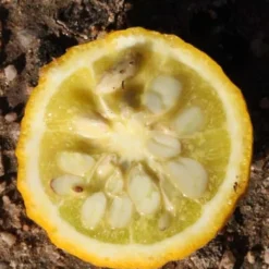 Flying Dragon Hardy Orange Tree - 7 Gallon Pot (5-6') (COPY) -Green Garden Outdoor Shop Orange Flying Dragon 5 1