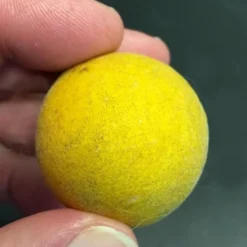 Flying Dragon Hardy Orange Tree - 7 Gallon Pot (5-6') (COPY) -Green Garden Outdoor Shop Orange Flying Dragon 6 1