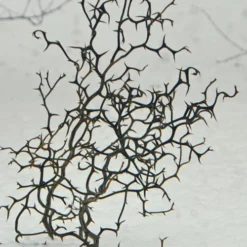 Flying Dragon Hardy Orange Tree - 7 Gallon Pot (3-4') -Green Garden Outdoor Shop Orange Flying Dragon 7