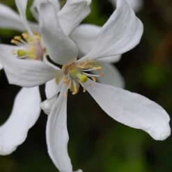 Flying Dragon Hardy Orange Tree - 7 Gallon Pot (5-6') (COPY) -Green Garden Outdoor Shop Orange Flying Dragon 8 1