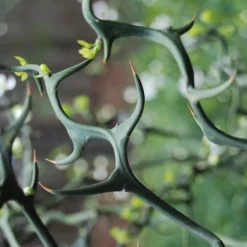 Flying Dragon Hardy Orange Tree - 7 Gallon Pot (5-6') (COPY) -Green Garden Outdoor Shop Orange Flying Dragon 9 1