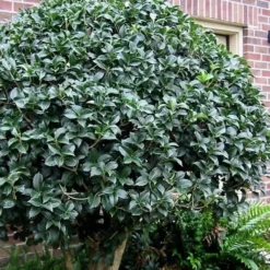 San Jose Fortune's Tea Olive Osmanthus - 3 Gallon Pot -Green Garden Outdoor Shop Osmanthus San Jose Tea Olive 2