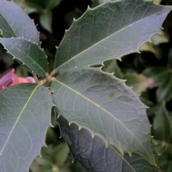 San Jose Fortune's Tea Olive Osmanthus - 3 Gallon Pot -Green Garden Outdoor Shop Osmanthus San Jose Tea Olive 3