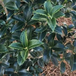 San Jose Fortune's Tea Olive Osmanthus - 3 Gallon Pot -Green Garden Outdoor Shop Osmanthus San Jose Tea Olive 4